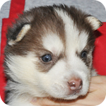 シベリアンハスキー　レッド＆ホワイト　メス　子犬販売の専門店　AngelWan　横浜