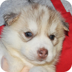シベリアンハスキー　コパー＆ホワイト　メス　子犬販売の専門店　AngelWan　横浜