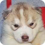 シベリアンハスキー　コパー＆ホワイト　メス　子犬販売の専門店　AngelWan　横浜