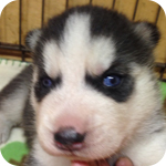 シベリアンハスキー　ブラック＆ホワイト　オス　子犬販売の専門店　AngelWan　横浜