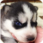 シベリアンハスキー ブラック&ホワイト オス 子犬販売の専門店 AngelWan 横浜