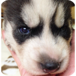 シベリアンハスキー　ブラック＆ホワイト　オス　子犬販売の専門店　AngelWan　横浜