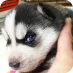 シベリアンハスキー　ブラック＆ホワイト　メス　子犬販売の専門店　AngelWan　横浜