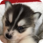 シベリアンハスキー ブラック&ホワイト オス 子犬販売の専門店 AngelWan 横浜