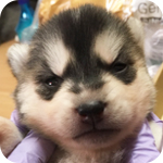 シベリアンハスキー　ブラック＆ホワイト　メス　子犬販売の専門店　AngelWan　横浜