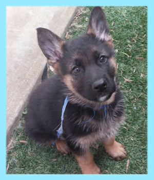 ジャーマンシェパードドッグ　ブラックタン　オス　子犬販売の専門店　AngelWan　横浜