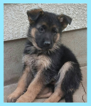 ジャーマンシェパードドッグ　ブラックタン　オス　子犬販売の専門店　AngelWan　横浜