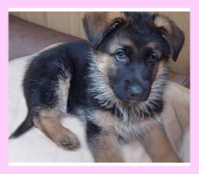 ジャーマンシェパードドッグ　ブラックタン　メス　子犬販売の専門店　AngelWan　横浜