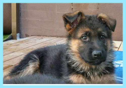 ジャーマンシェパードドッグ　ブラックタン　オス　子犬販売の専門店　AngelWan　横浜