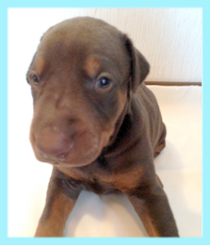 ドーベルマン　チョコレート＆タン　オス　子犬販売の専門店　AngelWan　横浜