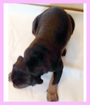 ドーベルマン ブラック&タン メス 子犬販売の専門店 AngelWan 横浜