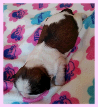 シーズー レッド&ホワイト メス 子犬販売の専門店 AngelWan 横浜