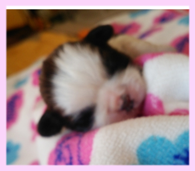 シーズー　レッド＆ホワイト　メス　子犬販売の専門店　AngelWan　横浜