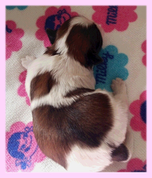 シーズー レッド&ホワイト メス 子犬販売の専門店 AngelWan 横浜