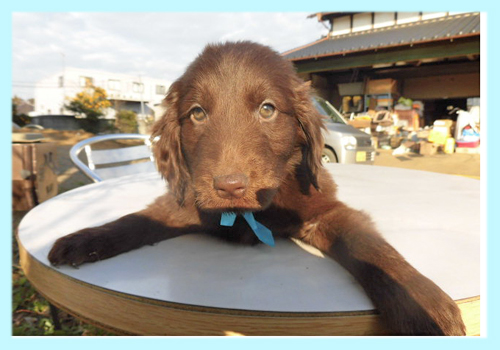 フラットコーテッドレトリバー　レバー　オス　子犬販売の専門店　AngelWan　横浜