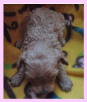 ミックス　マルプー　メス　クリーム　子犬販売の専門店　AngelWan　横浜