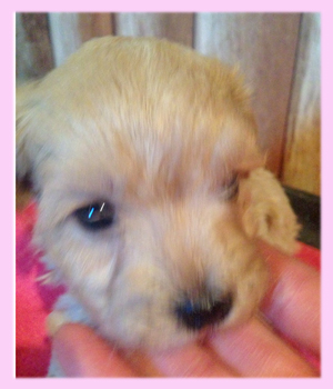 マルプー　クリーム　メス　子犬販売の専門店　AngelWan　横浜