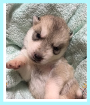 シベリアンハスキー　シルバー＆ホワイト　オス　子犬販売の専門店　AngelWan　横浜