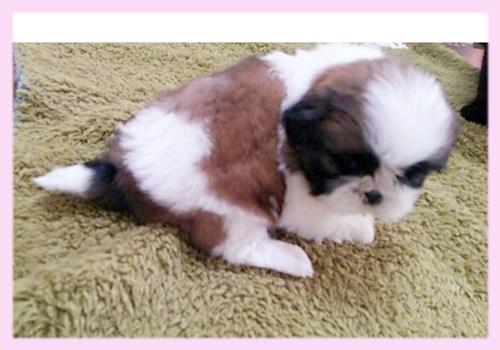 シーズー レッド&ホワイト メス 子犬販売の専門店 AngelWan 横浜