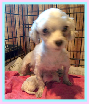 ミックス　マルプー　子犬販売の専門店　AngelWan　横浜