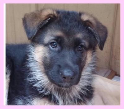 ジャーマンシェパードドッグ　ブラックタン　メス　子犬販売の専門店　AngelWan　横浜