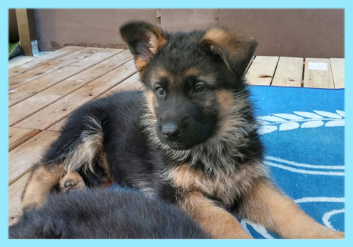 ジャーマンシェパードドッグ　ブラックタン　オス　子犬販売の専門店　AngelWan　横浜