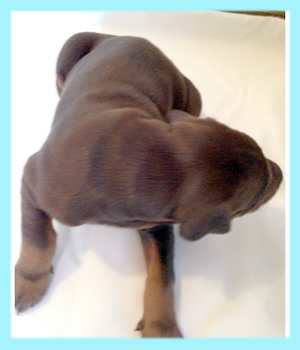 ドーベルマン　チョコレート＆タン　オス　子犬販売の専門店　AngelWan　横浜