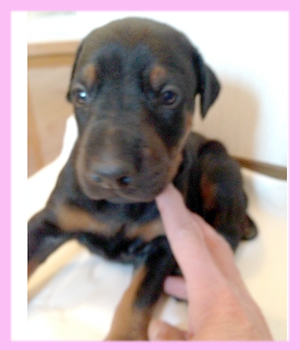 ドーベルマン ブラック&タン メス 子犬販売の専門店 AngelWan 横浜
