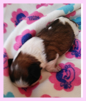 シーズー　レッド＆ホワイト　メス　子犬販売の専門店　AngelWan　横浜