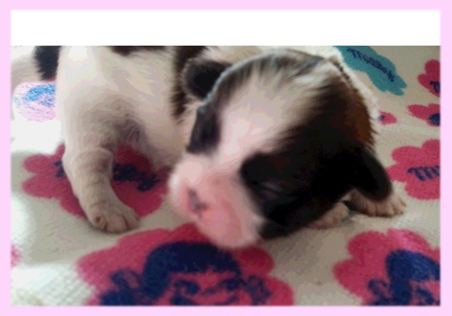 シーズー レッド&ホワイト メス 子犬販売の専門店 AngelWan 横浜