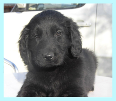 フラットコーテッドレトリバー ブラック オス 子犬販売の専門店 AngelWan 横浜