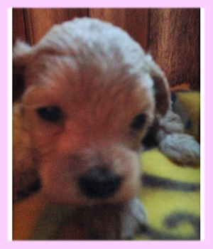 ミックス　マルプー　メス　クリーム　子犬販売の専門店　AngelWan　横浜