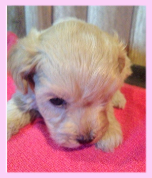 マルプー　クリーム　メス　子犬販売の専門店　AngelWan　横浜