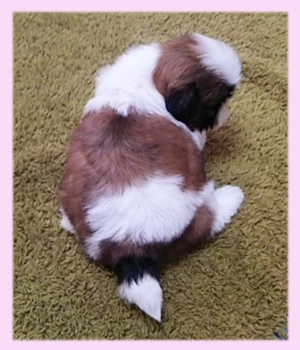 シーズー レッド&ホワイト メス 子犬販売の専門店 AngelWan 横浜