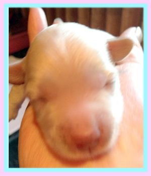 ミックス　マルプー　子犬販売の専門店　AngelWan　横浜