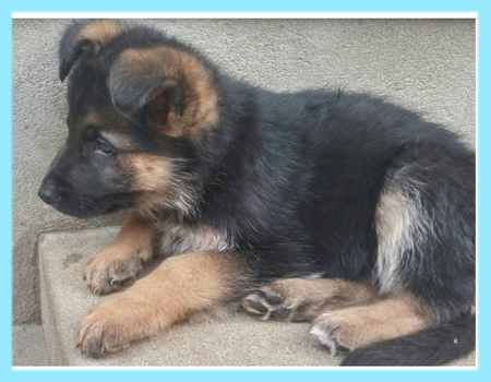 ジャーマンシェパードドッグ　ブラックタン　オス　子犬販売の専門店　AngelWan　横浜