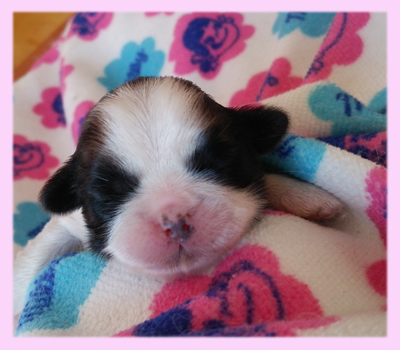 シーズー レッド&ホワイト メス 子犬販売の専門店 AngelWan 横浜