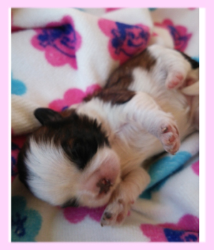 シーズー　レッド＆ホワイト　メス　子犬販売の専門店　AngelWan　横浜