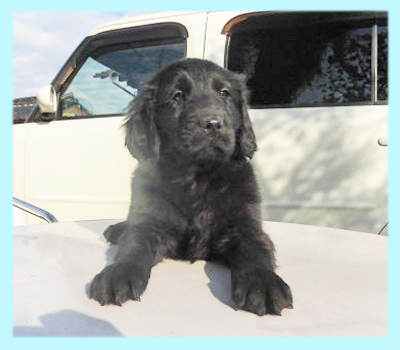 フラットコーテッドレトリバー ブラック オス 子犬販売の専門店 AngelWan 横浜