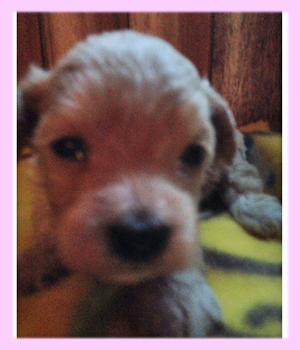 ミックス　マルプー　メス　クリーム　子犬販売の専門店　AngelWan　横浜