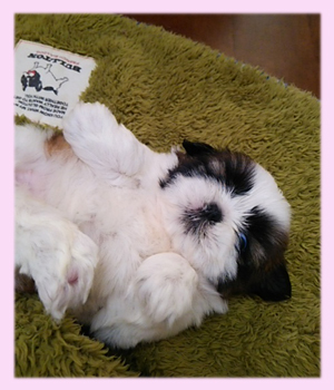 シーズー レッド&ホワイト メス 子犬販売の専門店 AngelWan 横浜