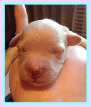 ミックス　マルプー　子犬販売の専門店　AngelWan　横浜