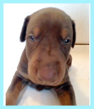 ドーベルマン　チョコレート＆タン　オス　子犬販売の専門店　AngelWan　横浜