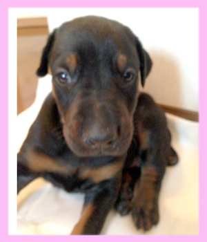 ドーベルマン ブラック&タン メス 子犬販売の専門店 AngelWan 横浜