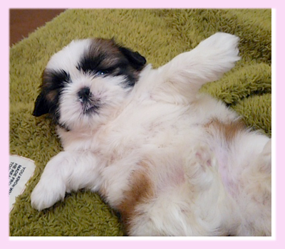 シーズー レッド&ホワイト メス 子犬販売の専門店 AngelWan 横浜