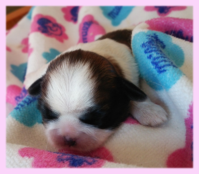 シーズー レッド&ホワイト メス 子犬販売の専門店 AngelWan 横浜