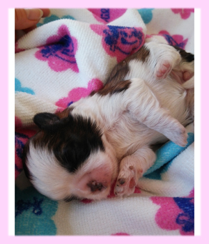 シーズー　レッド＆ホワイト　メス　子犬販売の専門店　AngelWan　横浜