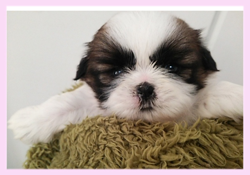 シーズー レッド&ホワイト メス 子犬販売の専門店 AngelWan 横浜