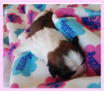 シーズー レッド&ホワイト メス 子犬販売の専門店 AngelWan 横浜