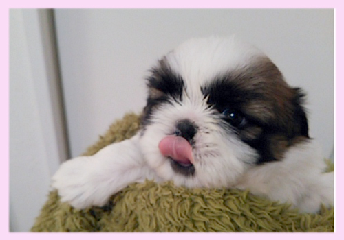 シーズー レッド&ホワイト メス 子犬販売の専門店 AngelWan 横浜